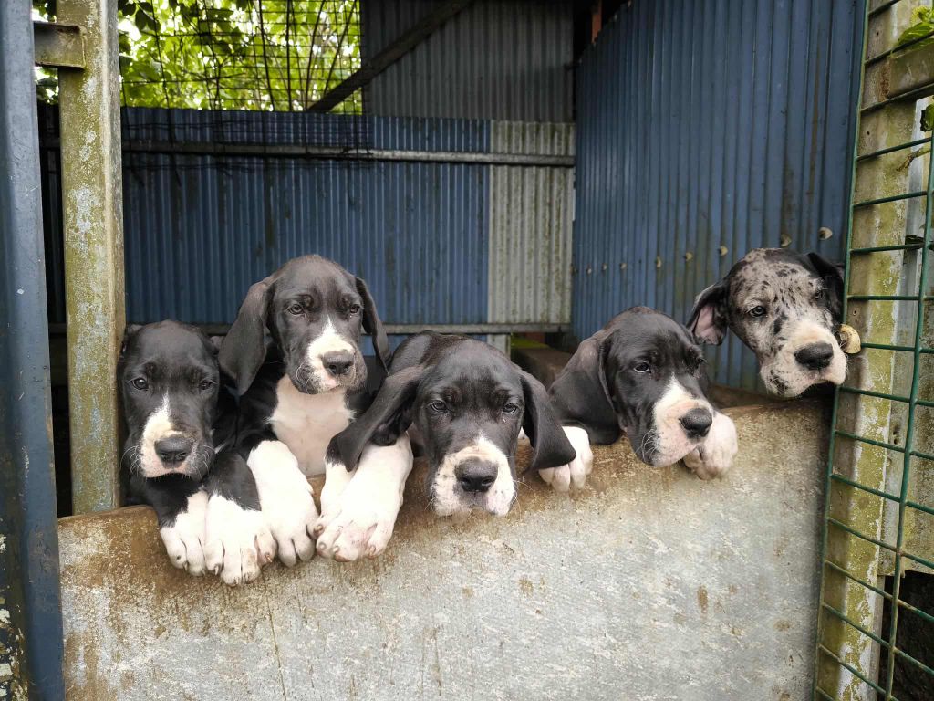 Chiots Disponibles !