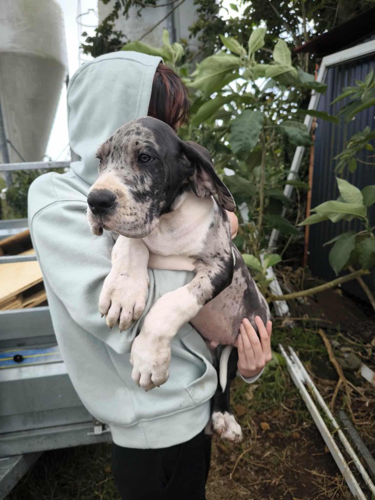 Des Géants De Bel Air - Dogue allemand - Portée née le 08/07/2025